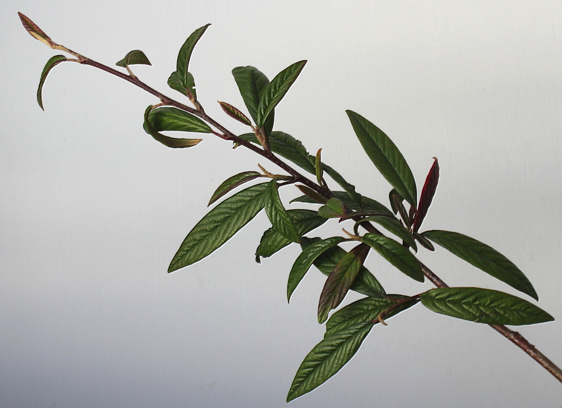 Image of Cotoneaster salicifolius specimen.