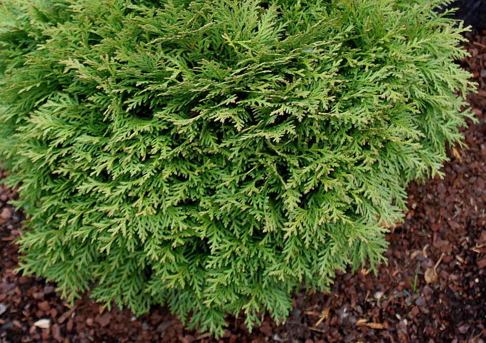 Image of Thuja occidentalis specimen.