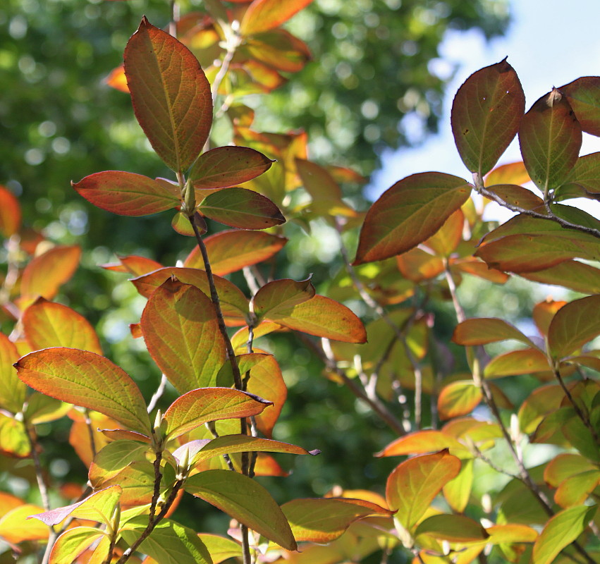 Image of Stewartia pseudocamellia specimen.