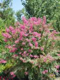 Lagerstroemia indica