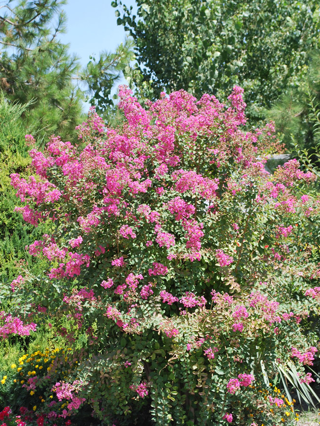 Image of Lagerstroemia indica specimen.