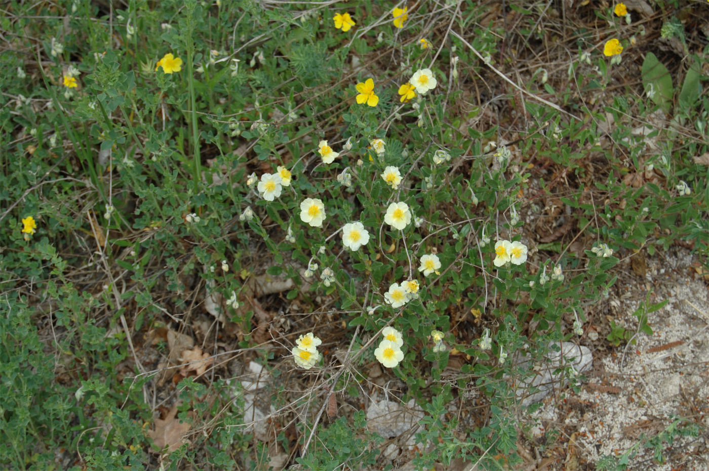 Изображение особи Helianthemum nummularium.