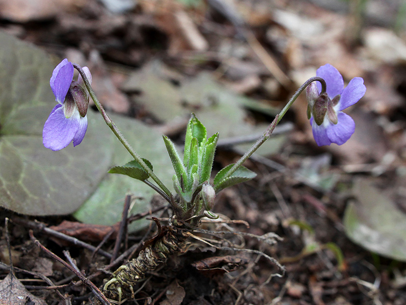 Изображение особи род Viola.