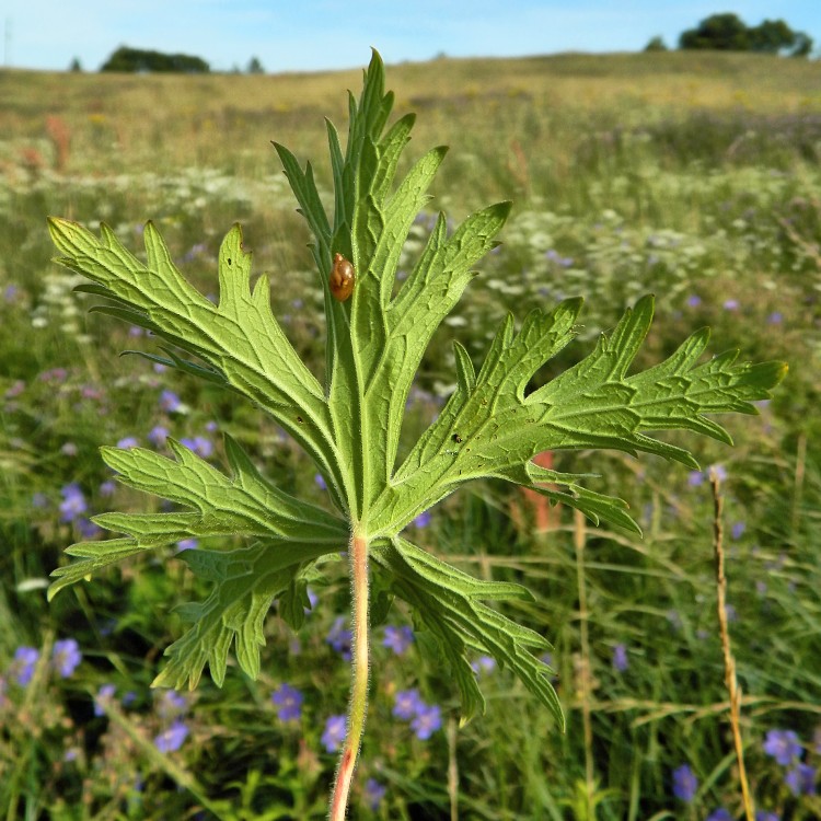 Image of Geranium pratense specimen.