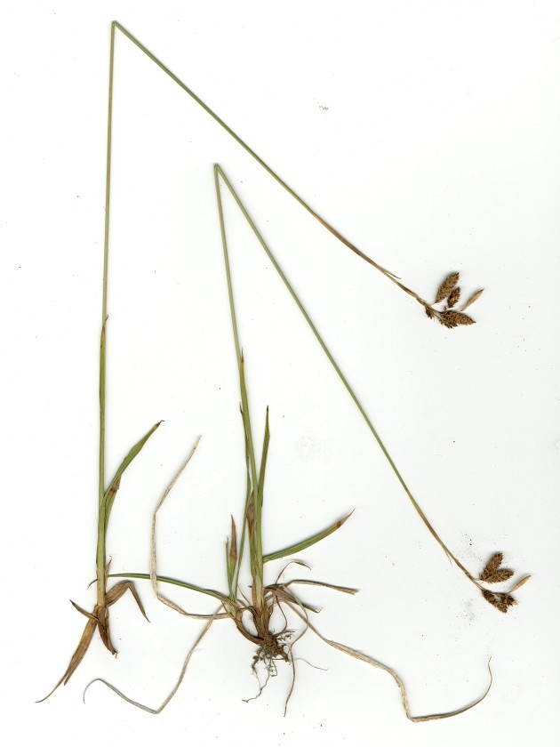 Image of Carex coriophora specimen.