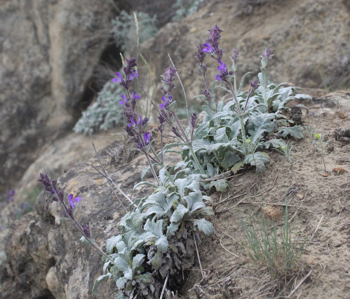 Image of Salvia canescens specimen.