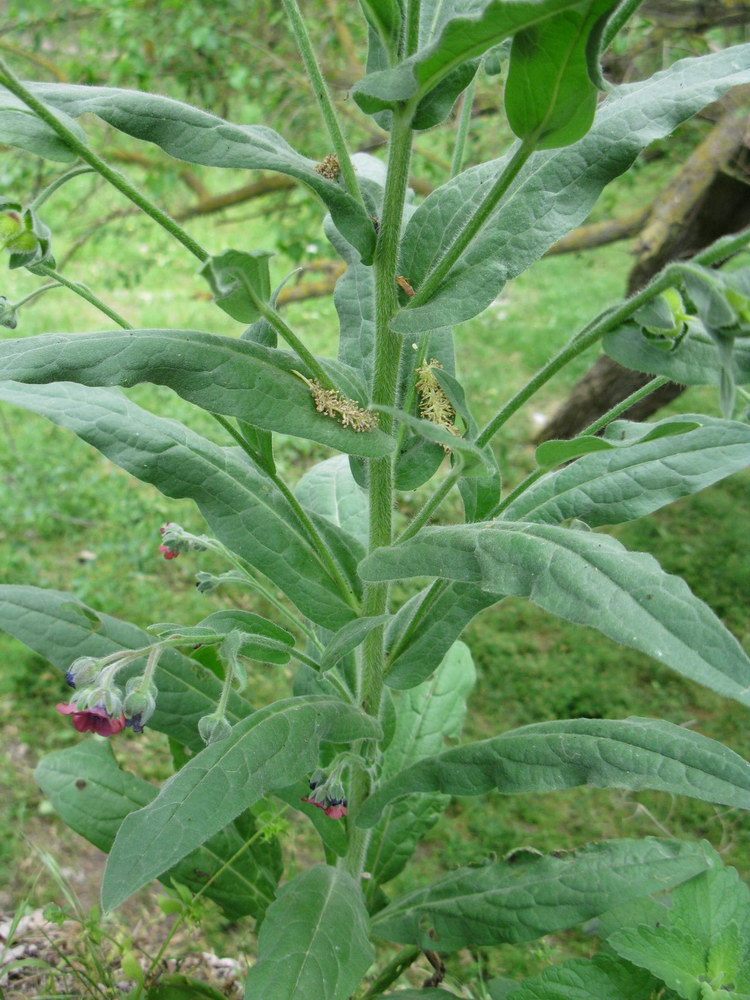 Image of Cynoglossum officinale specimen.