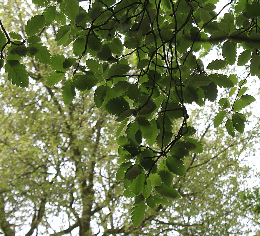 Image of genus Sorbus specimen.