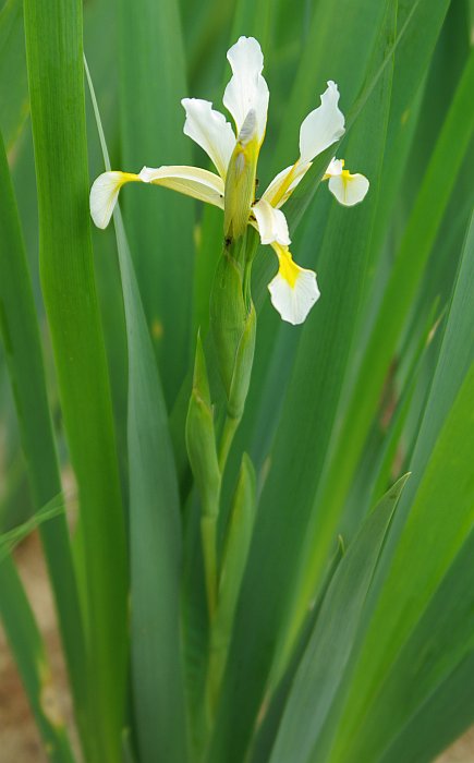 Image of Iris sogdiana specimen.