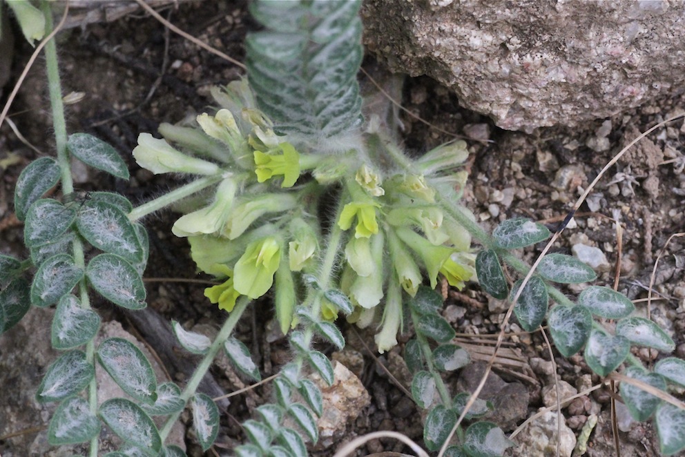 Изображение особи Astragalus densus.