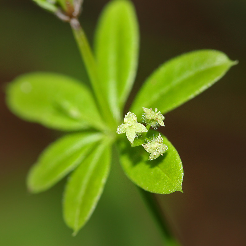 Изображение особи Galium triflorum.