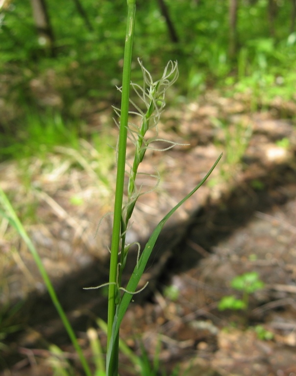 Изображение особи Carex pilosa.