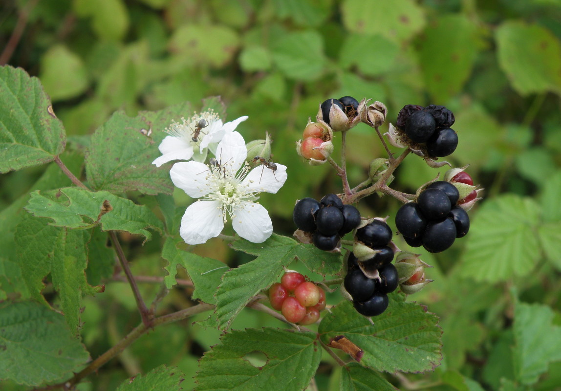 Image of genus Rubus specimen.