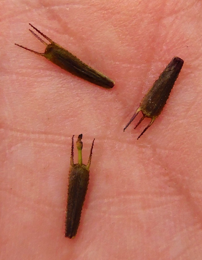 Image of Bidens frondosa specimen.