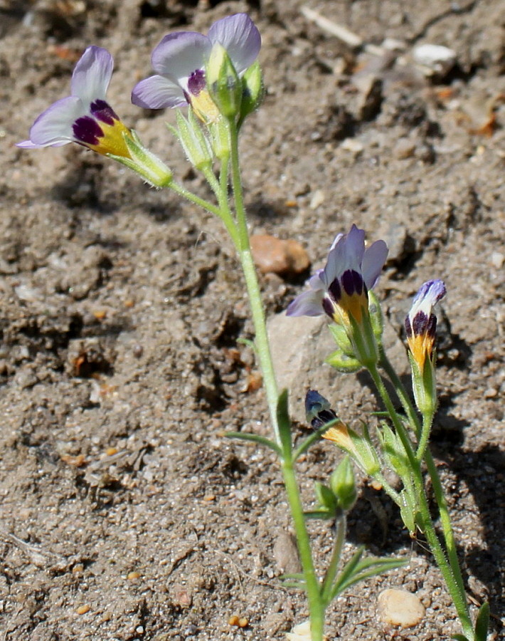 Image of Gilia tricolor specimen.