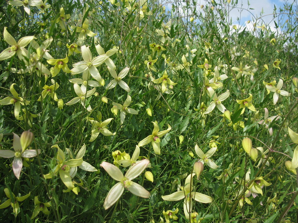 Image of Clematis orientalis specimen.