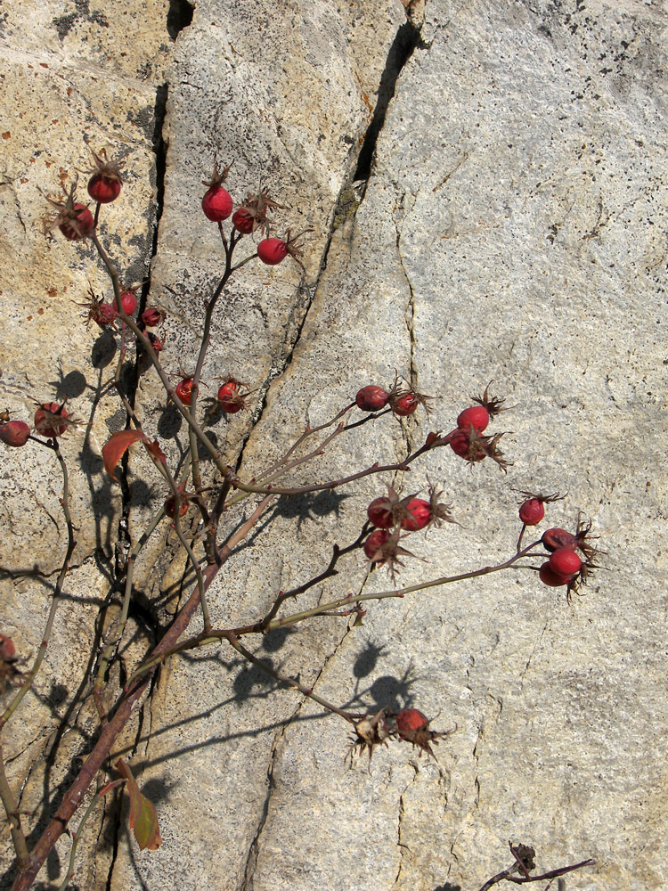 Image of Rosa afzeliana specimen.