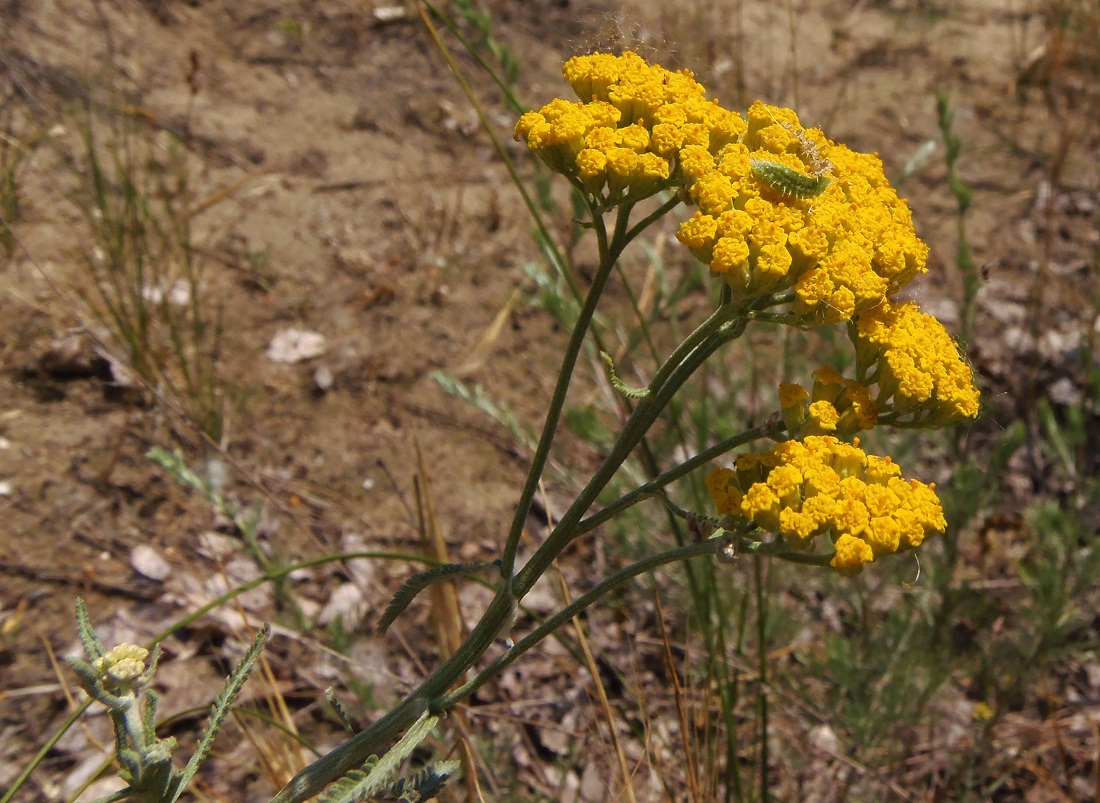 Image of Achillea micrantha specimen.