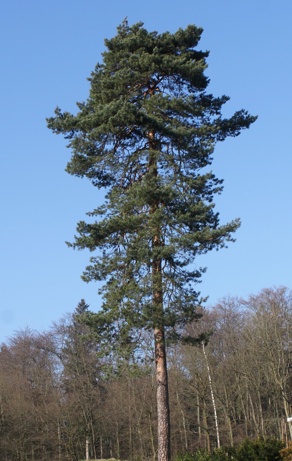 Изображение особи Pinus sylvestris.