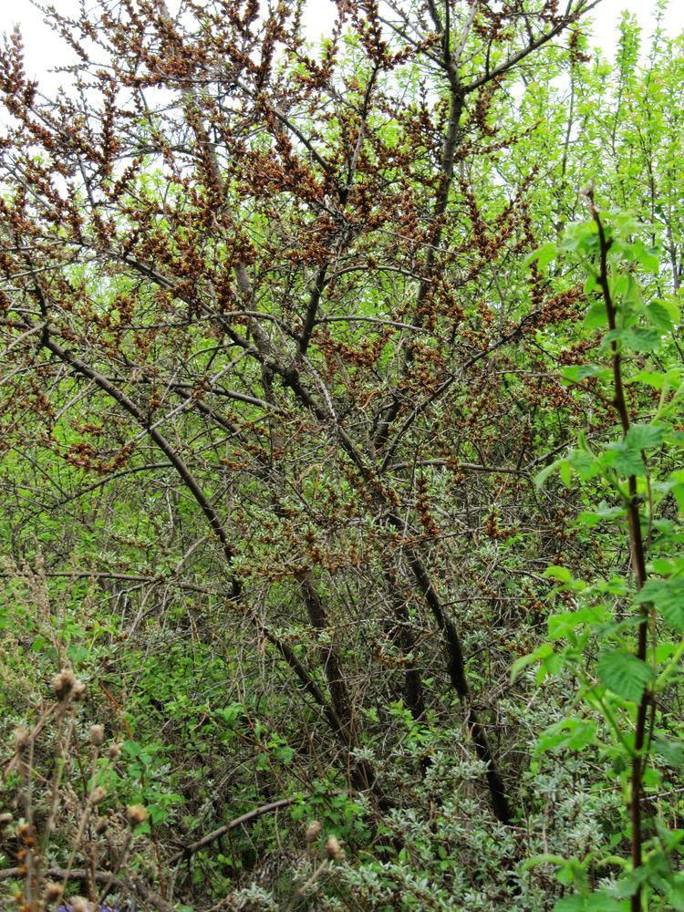 Image of Hippophae rhamnoides specimen.