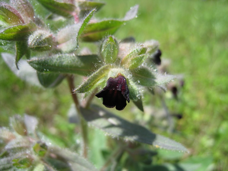 Image of Nonea rossica specimen.