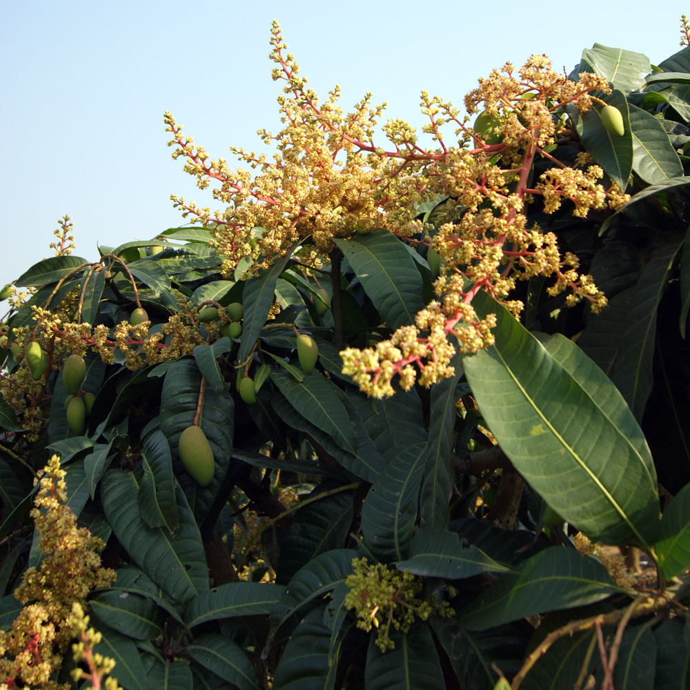 Image of Mangifera indica  specimen.