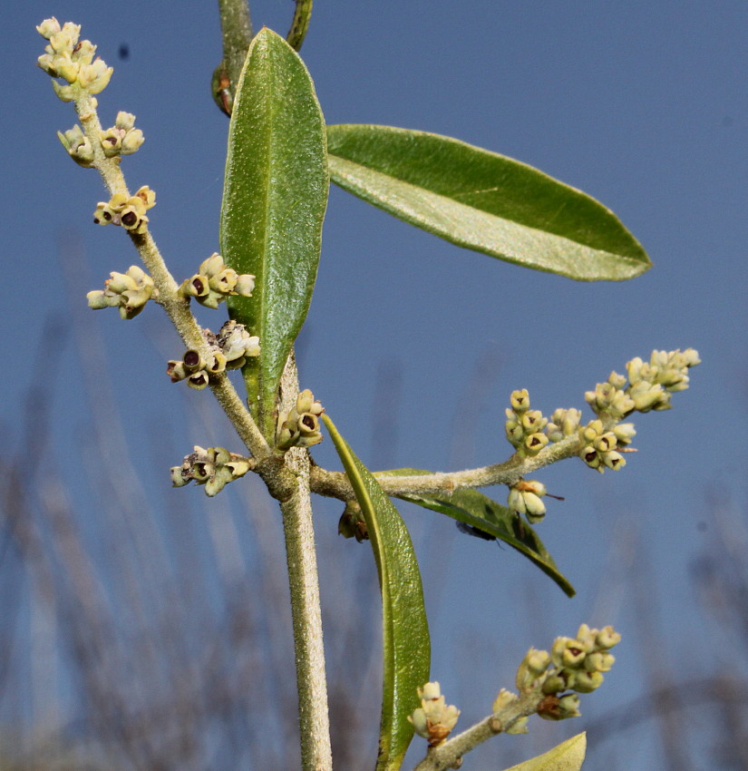 Image of Ligustrum quihoui specimen.