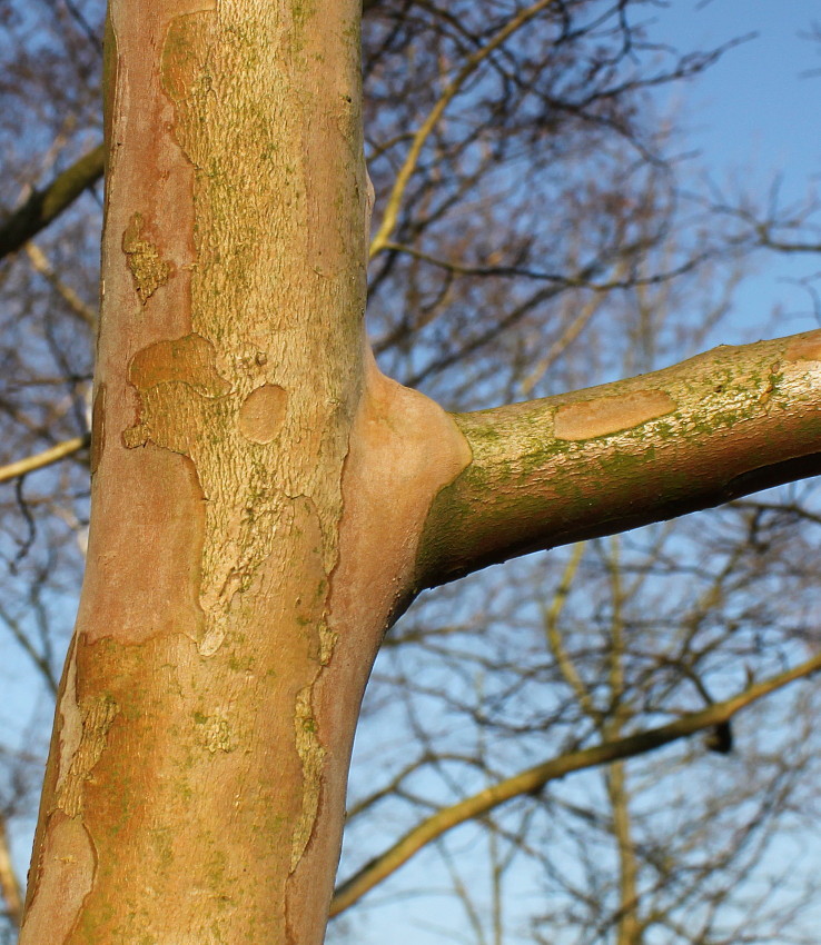 Image of Lagerstroemia indica specimen.