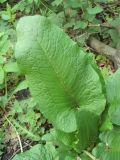 Rumex sylvestris