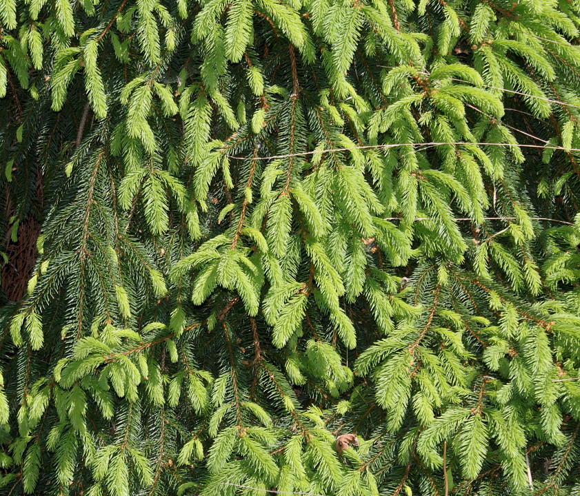 Image of Picea abies specimen.