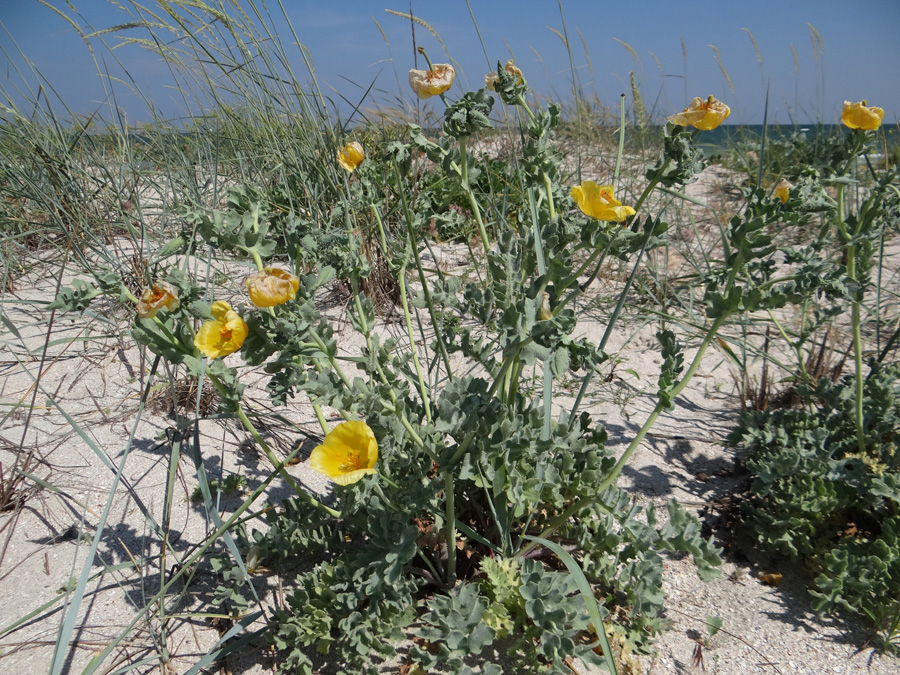 Изображение особи Glaucium flavum.