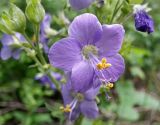 Polemonium caeruleum. Цветок. Московская обл., Талдомский р-н, обочина лесной дороги. 23.06.2014.