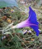 Смотреть изображение Ipomoea purpurea