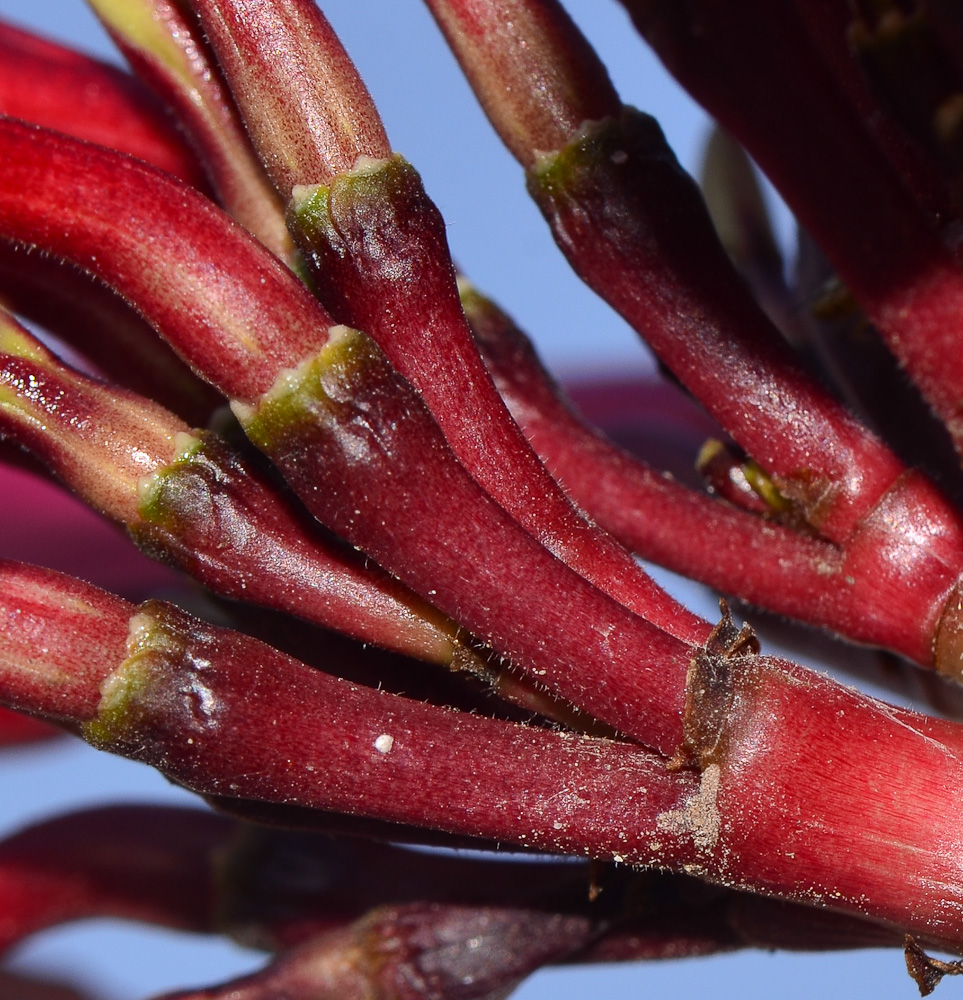 Image of Plumeria rubra specimen.