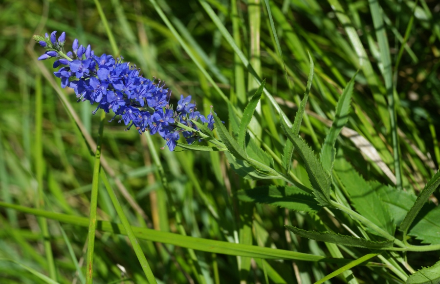 Image of Veronica komarovii specimen.