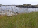 genus Festuca. Цветущие (плодоносящие?) растения на олуговелом приморском склоне. Кольский п-ов, побережье Восточного Мурмана, пос. Дальние Зеленцы, мыс Аварийный. 25.07.2009.