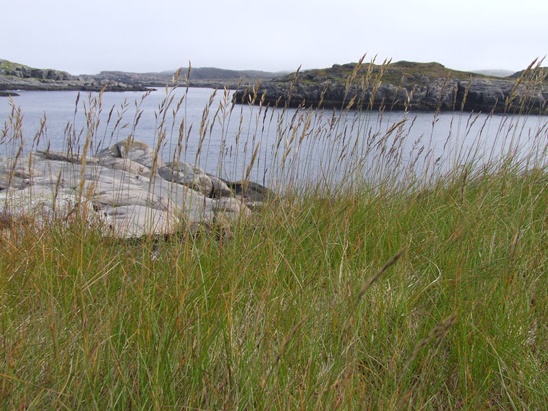 Image of genus Festuca specimen.