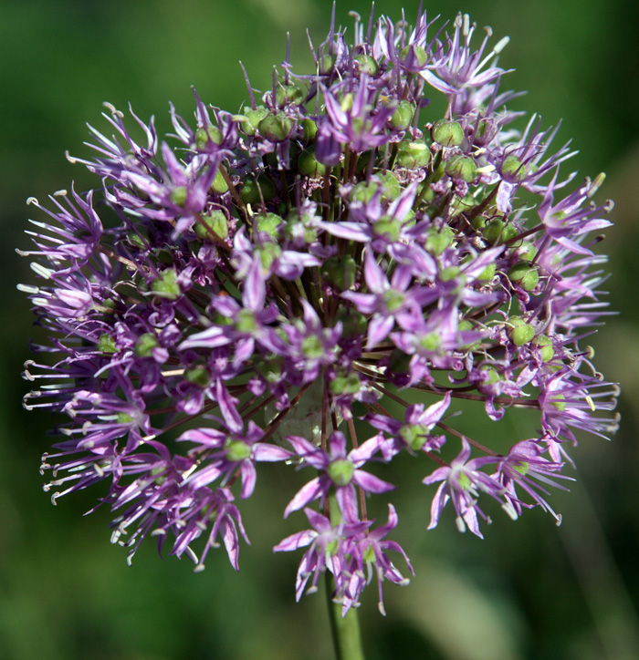 Image of Allium severtzovioides specimen.