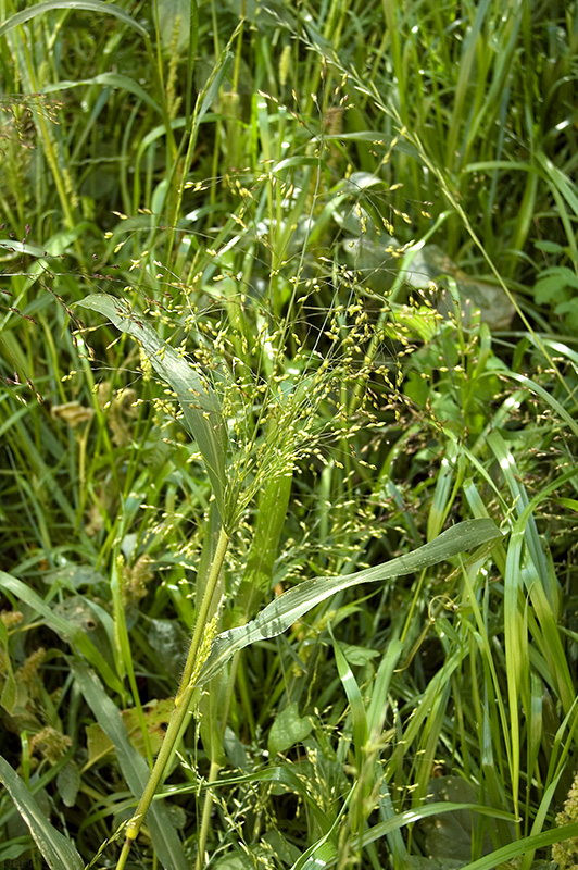 Image of Panicum miliaceum ssp. ruderale specimen.