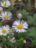 Erigeron annuus