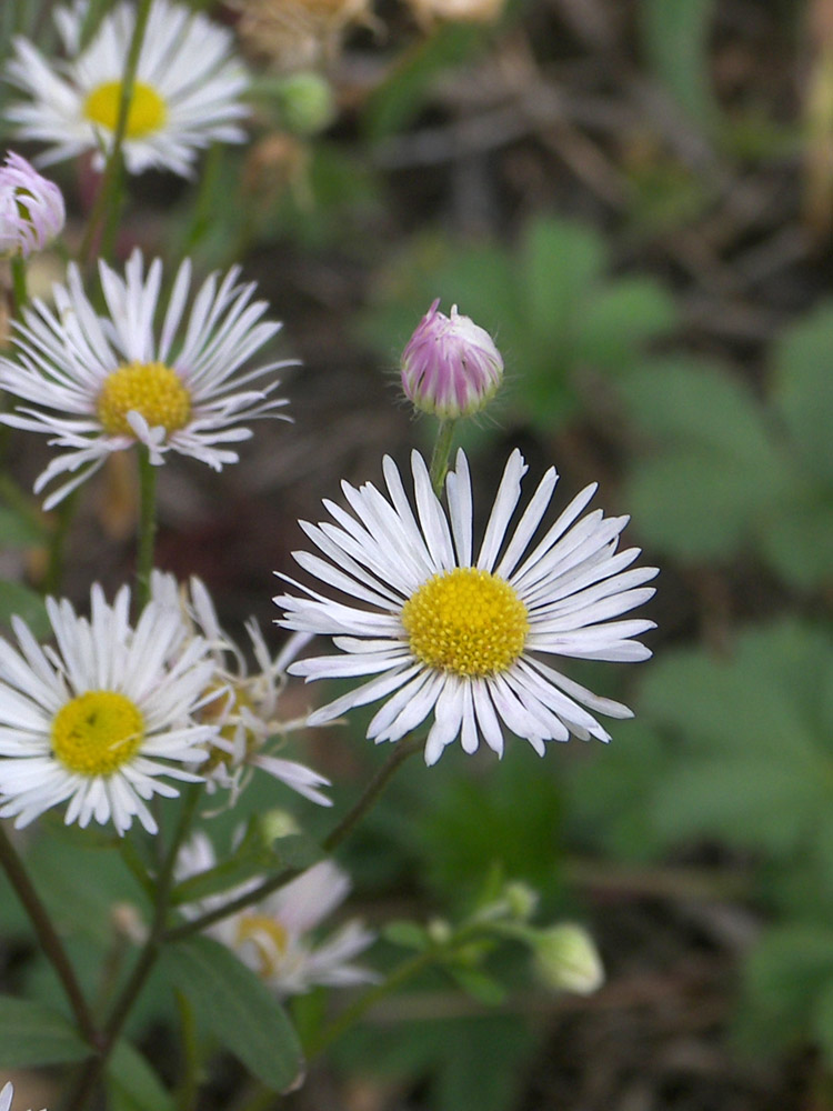 Image of Erigeron annuus specimen.