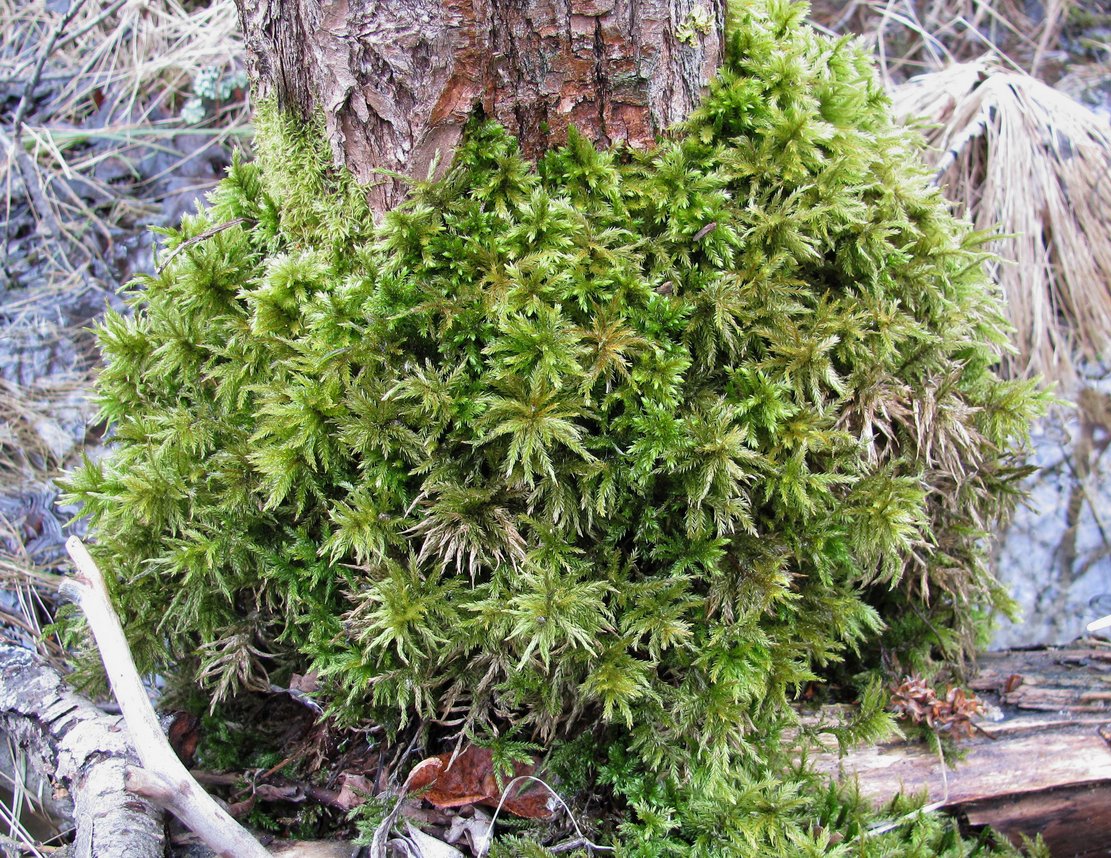 Image of Climacium dendroides specimen.