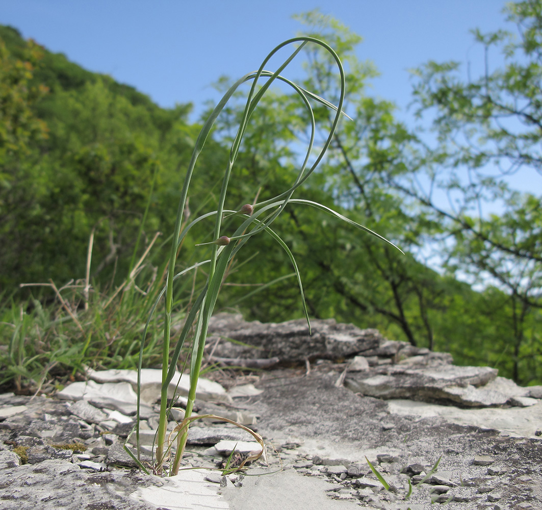 Изображение особи Allium rotundum.