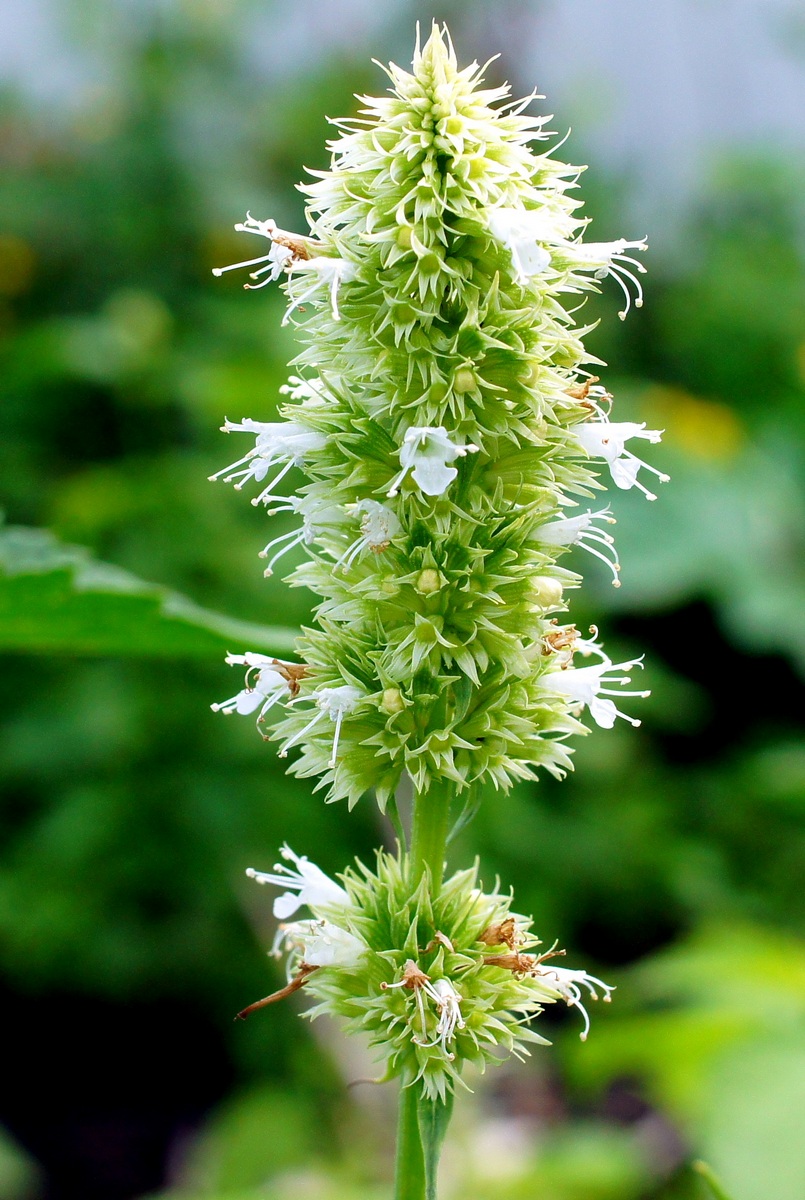 Изображение особи Agastache rugosa.