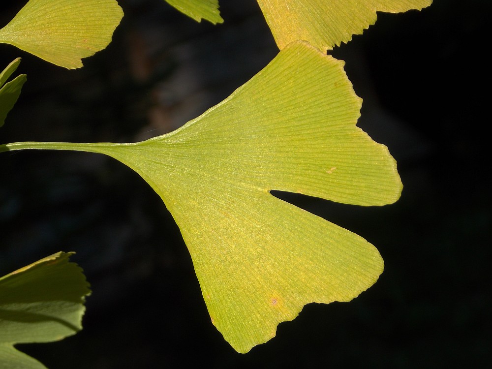 Image of Ginkgo biloba specimen.