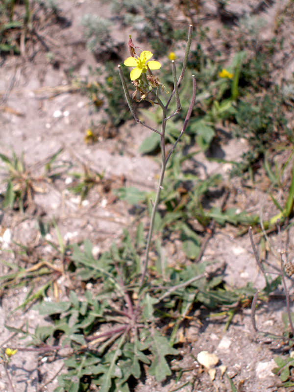 Image of Diplotaxis cretacea specimen.