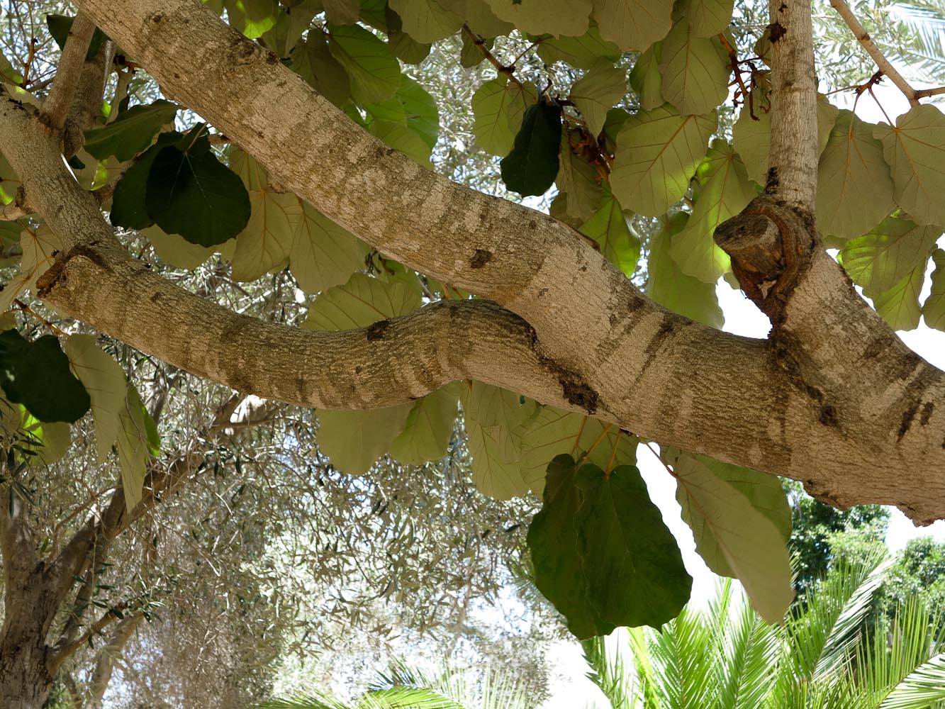 Изображение особи Pterospermum acerifolium.