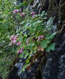 Sanguisorba magnifica. Цветущее растение. Приморский край, Партизанский р-н, окр. с. Кузнецово, известняковые скалы. 25.08.2015.