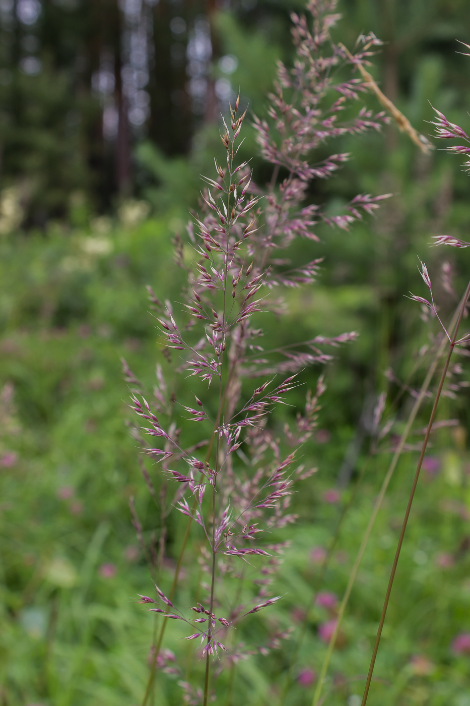 Изображение особи род Calamagrostis.