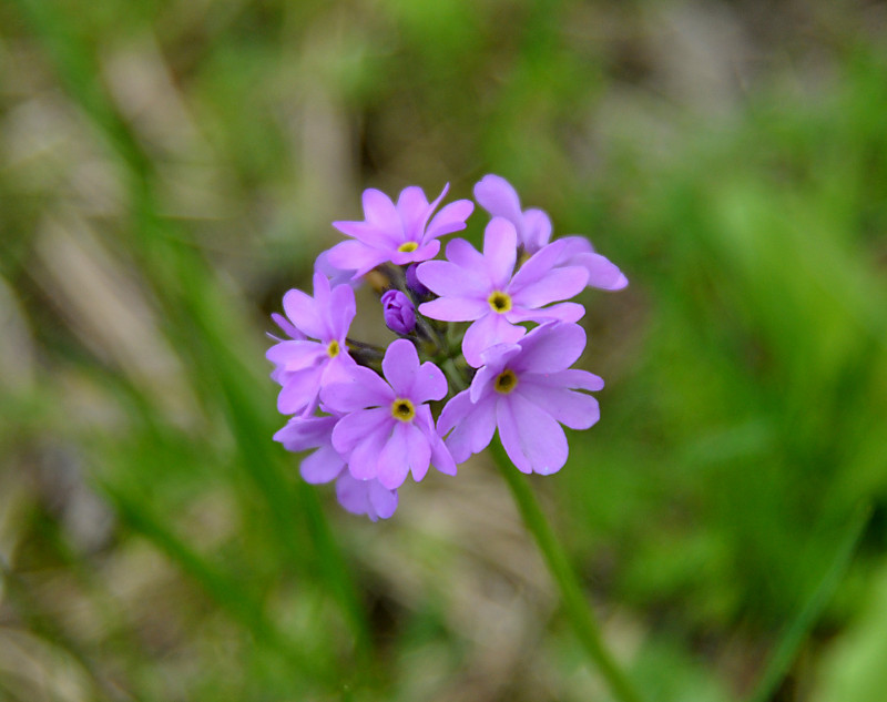 Image of Primula algida specimen.